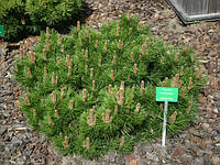 Сосна черная Хорнибрукиана (Pinus nigra Hornibrookiana)