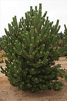 Сосна черная Орегон Грин (Pinus nigra 'Oregon Green')