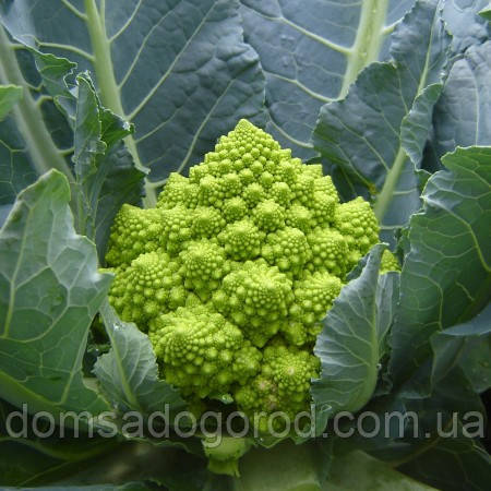 Капуста романеско ПУНТОВЕРДЕ F1 | PUNTOVERDE F1 Rijk Zwaan 1000 шт.