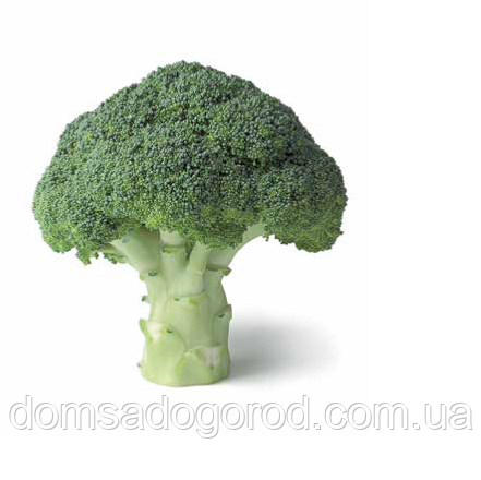 Капуста АГАССІ F1  |  AGASSI F1 Rijk Zwaan 2500 шт.