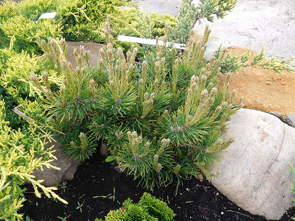 Горная сосна, Pinus mugo 'Pumilio', 40 см