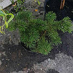 Горная сосна, Pinus mugo 'Pumilio', 40 см, фото 2