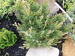 Горная сосна, Pinus mugo 'Pumilio', 40 см, фото 5