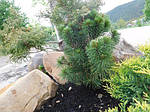 Горная сосна, Pinus mugo 'Pumilio', 40 см, фото 6