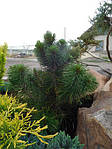 Горная сосна, Pinus mugo 'Pumilio', 40 см, фото 7