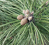 Сосна черная Оттос Компакт (Pinus nigra Otto Compact)