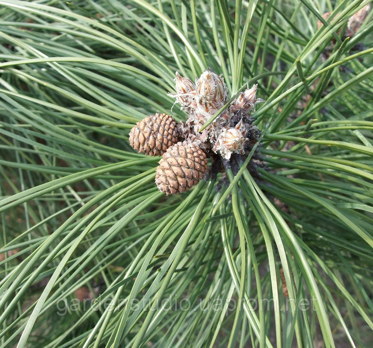 Сосна черная Оттос Компакт (Pinus nigra Otto Compact) - фото 1 - id-p1054443108