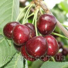 Черешня Бінг (середньостигла), фото 1