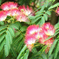 Саджанці акації "Альбіція" (ленкоранська акація)