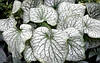 Брунера Alexander's Great 1 рік, Брунера Александерс Грейт, Brunnera macrophylla Alexander's Great, фото 2