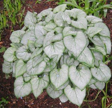 Брунера Looking Glass 1 рік, Брунера Лукинг Гласс, Brunnera macrophylla Looking Glass