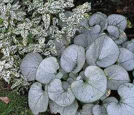 Брунера Looking Glass 1 рік, Брунера Лукинг Гласс, Brunnera macrophylla Looking Glass, фото 3