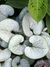 Брунера Looking Glass 1 рік, Брунера Лукинг Гласс, Brunnera macrophylla Looking Glass, фото 2