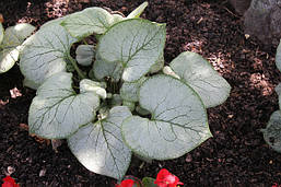 Брунера Looking Glass 1 рік, Брунера Лукинг Гласс, Brunnera macrophylla Looking Glass, фото 3