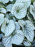 Брунера Looking Glass 1 рік, Брунера Лукинг Гласс, Brunnera macrophylla Looking Glass, фото 2