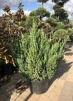 Можжевельник китайский (Juniperus chinensis) "Stricta" / Н 1.0 м / контейнер