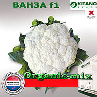 Капуста кольорова вАНЗА, ТМ KITANO SEEDS, проф. пакет 2500 насіння