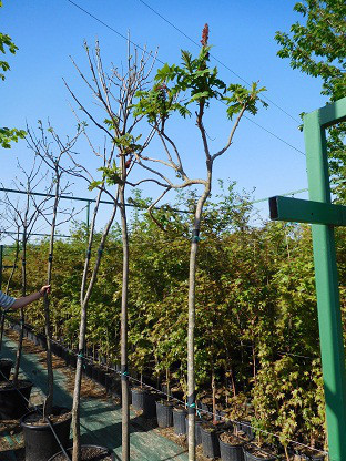 Сумах оленерогий, Rhus typhina, 200 см, фото 1
