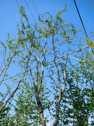 Іва китайська, Salix matsuda 'Tortuosa', 500 см