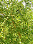 Іва китайська, Salix matsuda 'Tortuosa', 500 см, фото 3