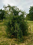 Іва китайська, Salix matsuda 'Tortuosa', 500 см, фото 4