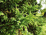 Chamaecyparis pisifera "Plumosa Aurea Compacta", кипарисовик горохуплідний, 30 см, фото 4