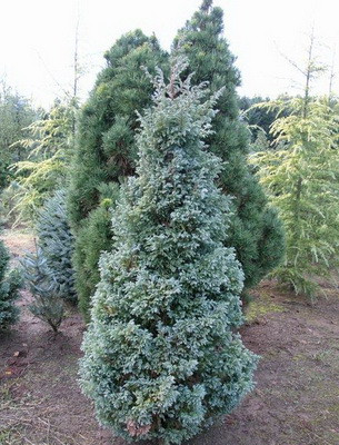 Кипарисовик горохоплодный, Chamaecyparis pisifera 'Boulevard', 60 см