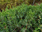Juniperus conferta, ялівець прибережний, фото 4