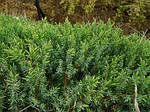 Juniperus conferta, ялівець прибережний, фото 3