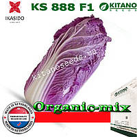 Капуста пекінська червоношкарпеткова (фіолетова) KS 888 F1, 500 насіння, ТМ KITANO SEEDS