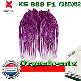 Капуста пекінська червоношкарпеткова (фіолетова) KS 888 F1, 1000 насіння, ТМ KITANO SEEDS, фото 2