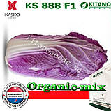 Капуста пекінська червоношкарпеткова (фіолетова) KS 888 F1, 1000 насіння, ТМ KITANO SEEDS, фото 3