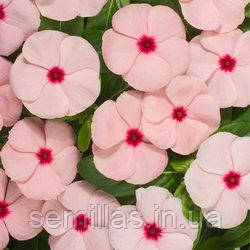 Насіння Барвінку (Катарантус) Хетвейв Апрікот, 1000 шт., Абрикосовий