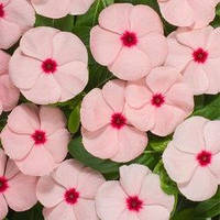 Насіння Барвінку (Катарантус) Хетвейв Апрікот, 1000 шт., Абрикосовий