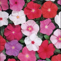 Насіння Барвінку (Катарантус) Хетвейв Мікс, 1000 шт., Суміш