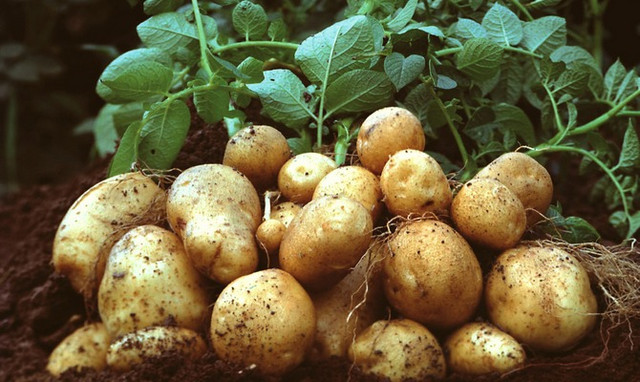Урожай картоплі сорт лілея Картопля Лілея