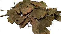 Гинкго билоба листья (40 г.) + консультация