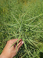 Ярий ріпак (МАЖОР ПРЕМІУМ). Ріпак ярий під гліфосат "МАЖОР ПРЕМІУМ". Насіння ярого ріпаку [МАЖОР ПРЕМИУМ], фото 8