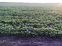 Ярий ріпак Мажор Преміум РС під раундап., фото 6