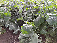 Ярий ріпак Мажор Преміум РС під раундап., фото 7