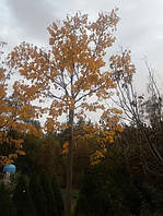 Липа гибридная TILIA HYBRIDA C120L h 500-550