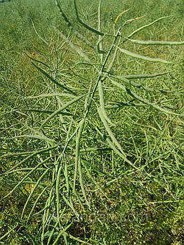 Ріпак ярий Мажор Преміум. Ріпак під раундап. Насіння ярого ріпаку під гліфосат.