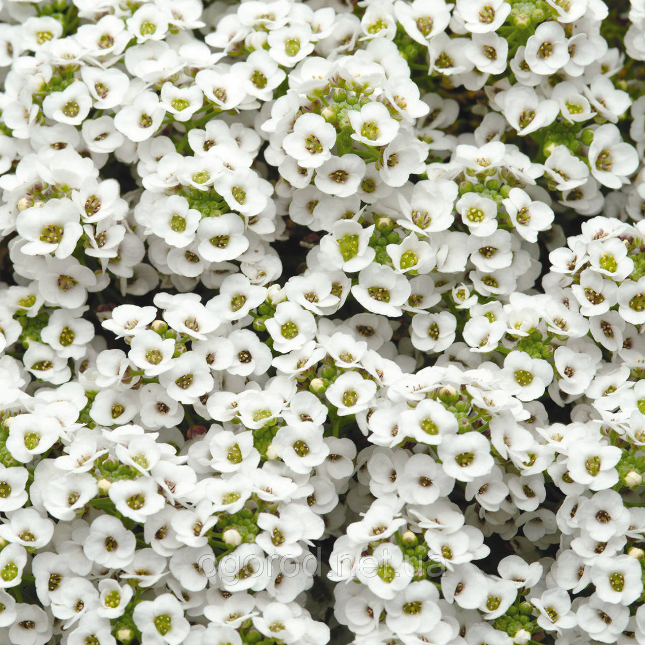Насіння алісум (Lobularia) Snow Crystals 5000 шт Pan American