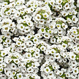 Насіння аліссуму Сніжинка(Snow Crystals) 20 шт Pan American, фото 3