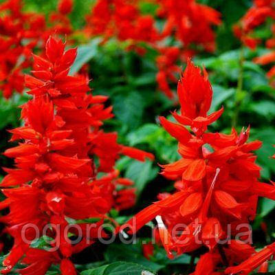 Сальвія Salsa насіння 10 шт Syngenta Голландія Red