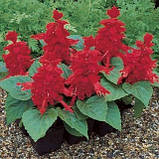 Сальвія Salsa насіння 10 шт Syngenta Голландія Red, фото 3
