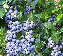 Лохина "Блюкроп" (Середня) (С3)