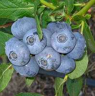 Лохина "Река" (Рання) (С3)