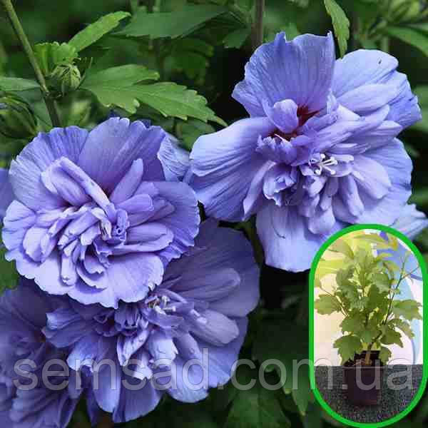Гібіскус сирійський махровий Блю Шифон \ Hibiscus syriacus "Blue Chiffon" ( саджанці 2 роки)