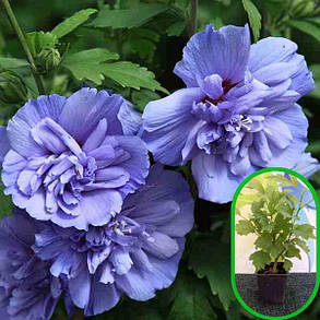 Гібіскус сирійський махровий Блю Шифон \ Hibiscus syriacus "Blue Chiffon" ( саджанці 2 роки), фото 1